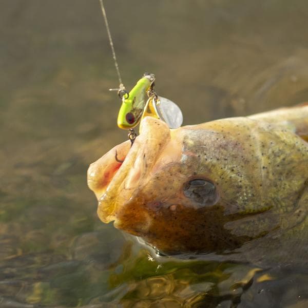 Berkley Pulse Spintail 9g Wagasaki - foto 7