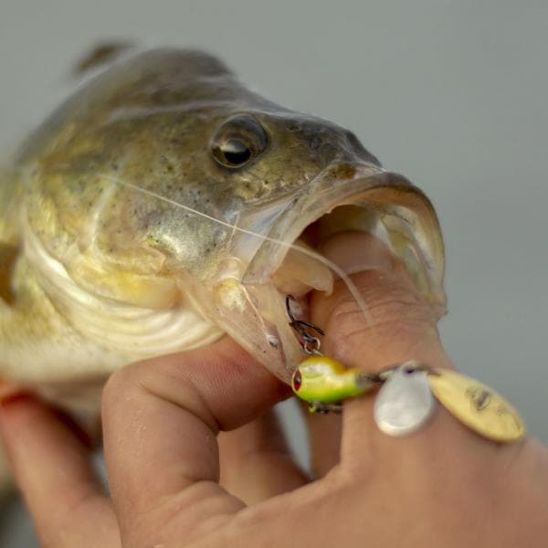 Berkley Pulse Spintail 9g Wagasaki - foto 8