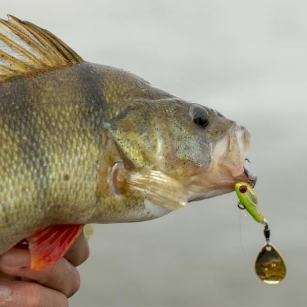 Berkley Pulse Spintail 9g Wagasaki - foto 9