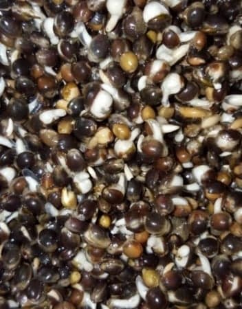 BFP Baits Hennep kant en klaar - Bulk