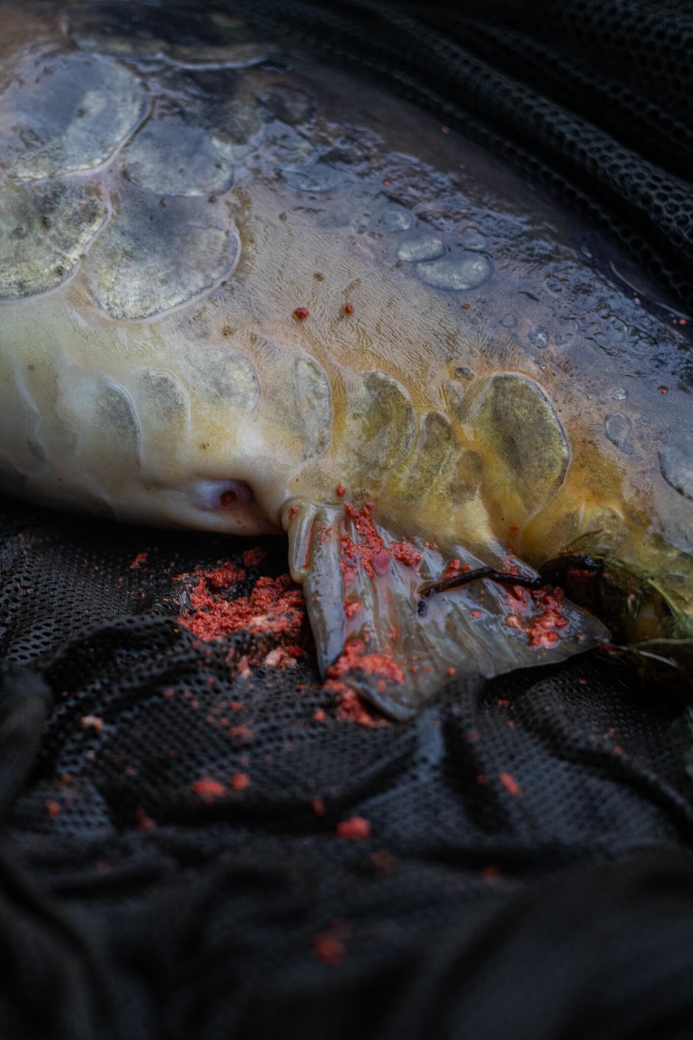 BFP Baits Intropakket Spicy Temptation (25% korting) - foto 4
