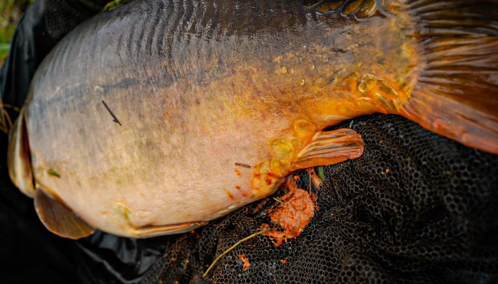 BFP Baits Najaarspakketten - Fish 'N Tutti - foto 2