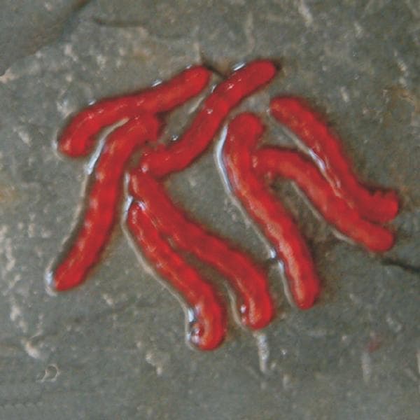 Enterprise Artificial Blood Worm - foto 2