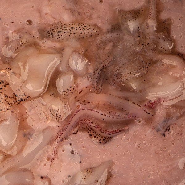 Nash Salted Squid 500ml - foto 2