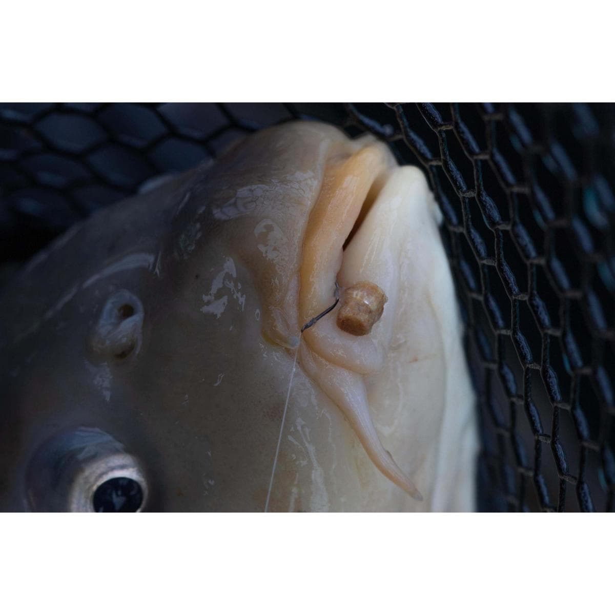 Preston Hookable Bait Bands Medium - foto 4
