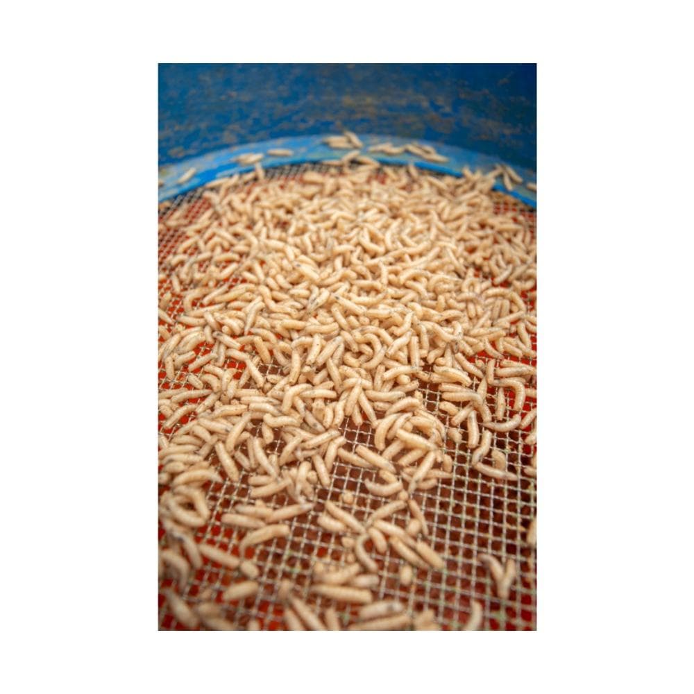 Sonubaits Maggot Glue - foto 3