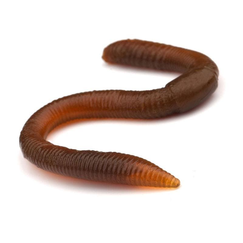 Spro Freestyle Twitch Worm Rhubarb - foto 4