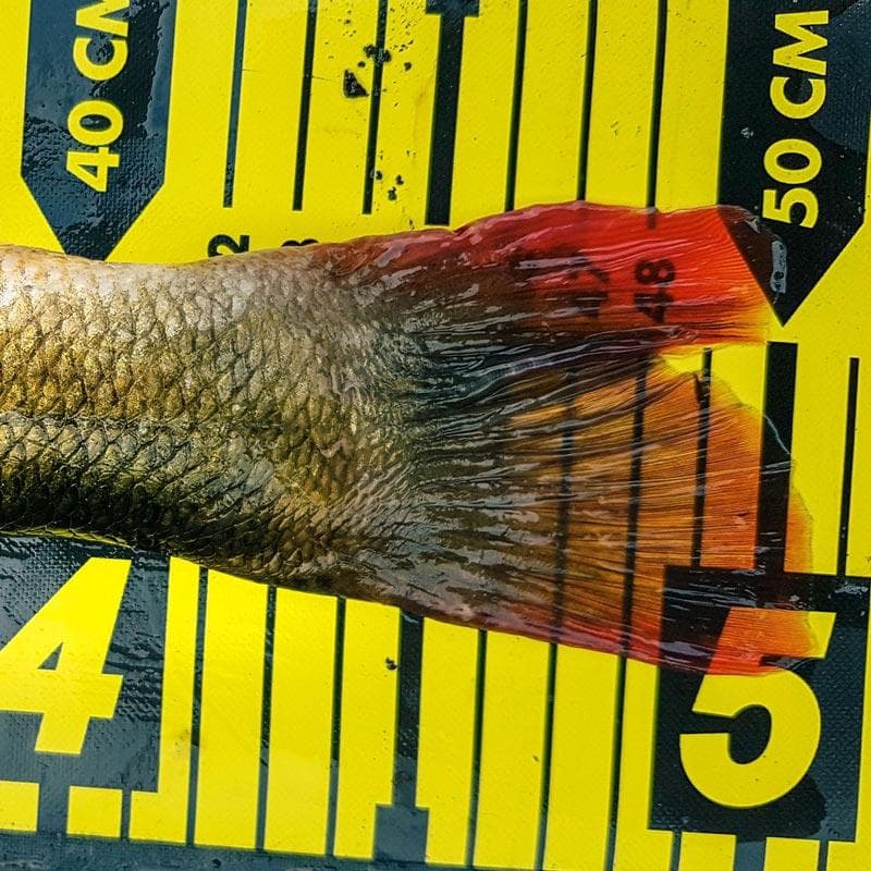 Spro Ruler 150cm - foto 3
