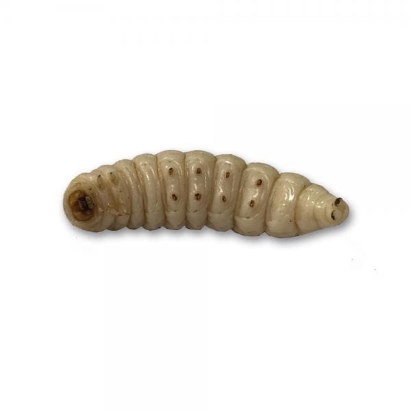 Thropy Baits Mummy Worms White - foto 2
