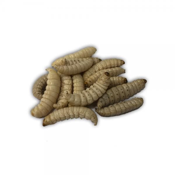 Thropy Baits Mummy Worms White - foto 3